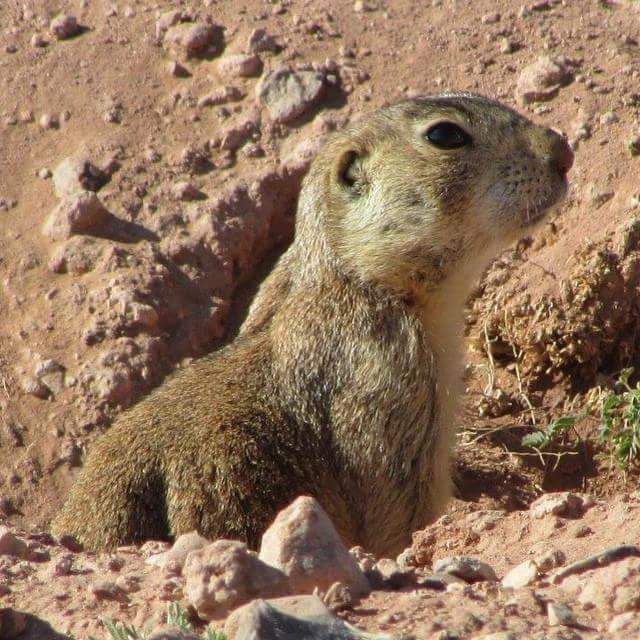 prairie plague prairie dogs deserve a plague and all local azdailysun prairie plague prairie dogs deserve a plague and all local azdailysun