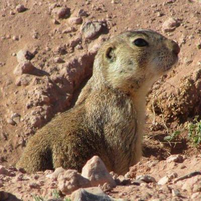 can prairie dogs carry rabies