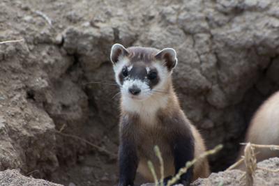 Wildlife Management