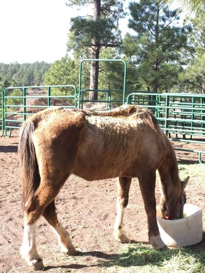 Havasupai Tribe To Protect Pack Horses With New Rules Local Havasupai Tribe Reforms Ng Rules