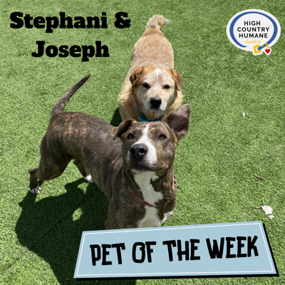 HCH Pet of the Week Stephani Joseph Local News azdailysun