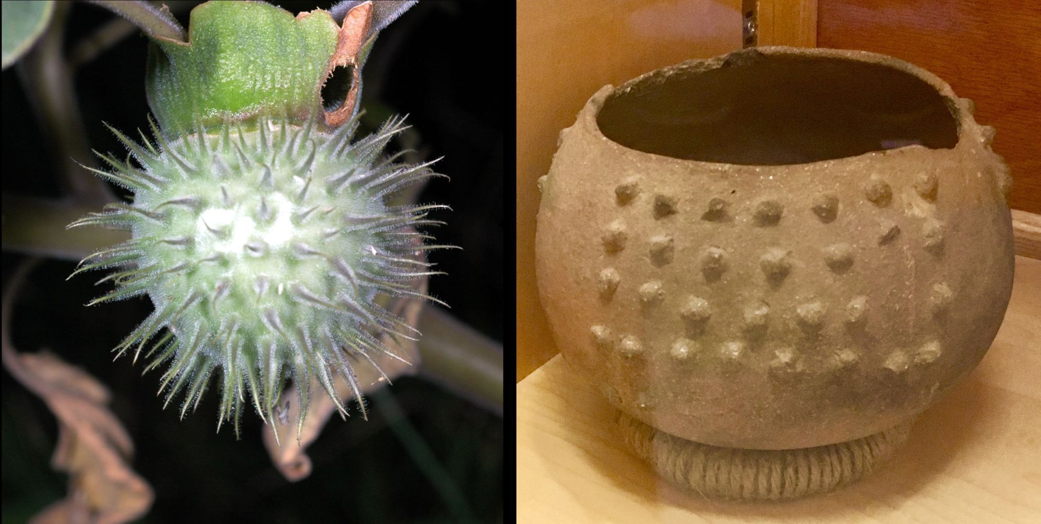 Ask a Ranger: Sacred Datura of Southwest part of history of