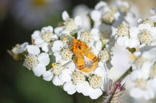 Ambush bug.jpeg
