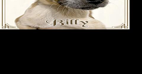 CHA Pet of the Week: Billy - Vimarsana News