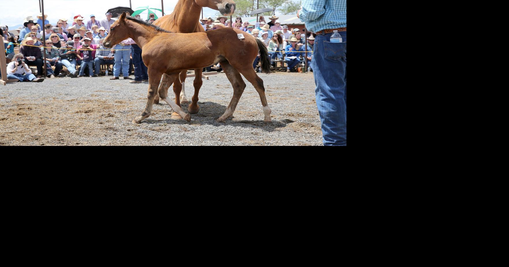 After year long delay, Babbitt Ranches expects crowds at Saturday ...