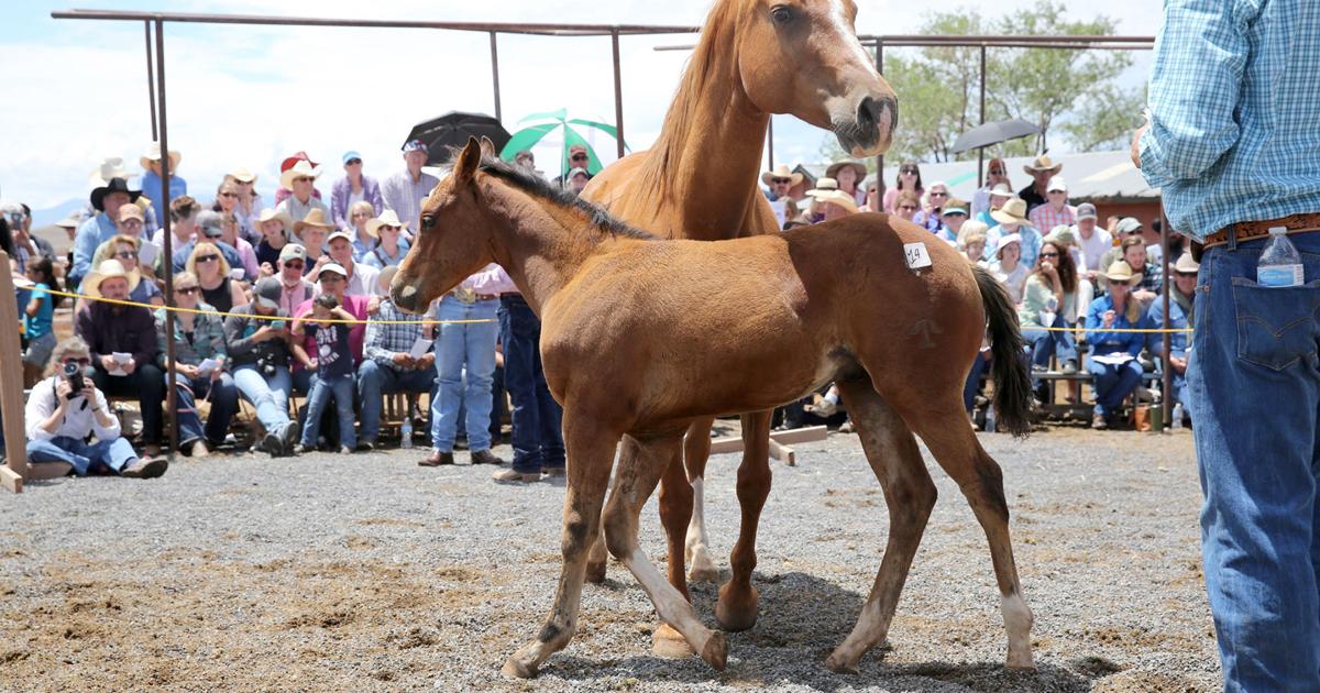 After year long delay, Babbitt Ranches expects crowds at Saturday ...