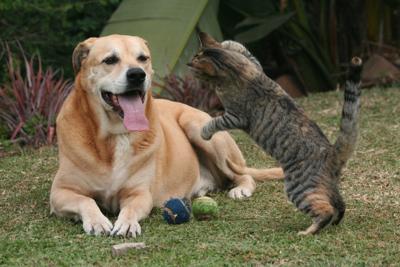 Cat and Dog