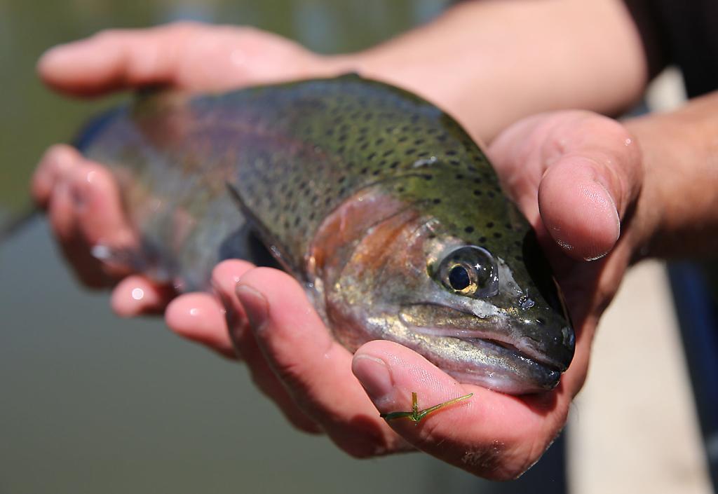 Flagstaff S Frances Short Pond Teeming With Fish After Spring Stocking Local Azdailysun Com