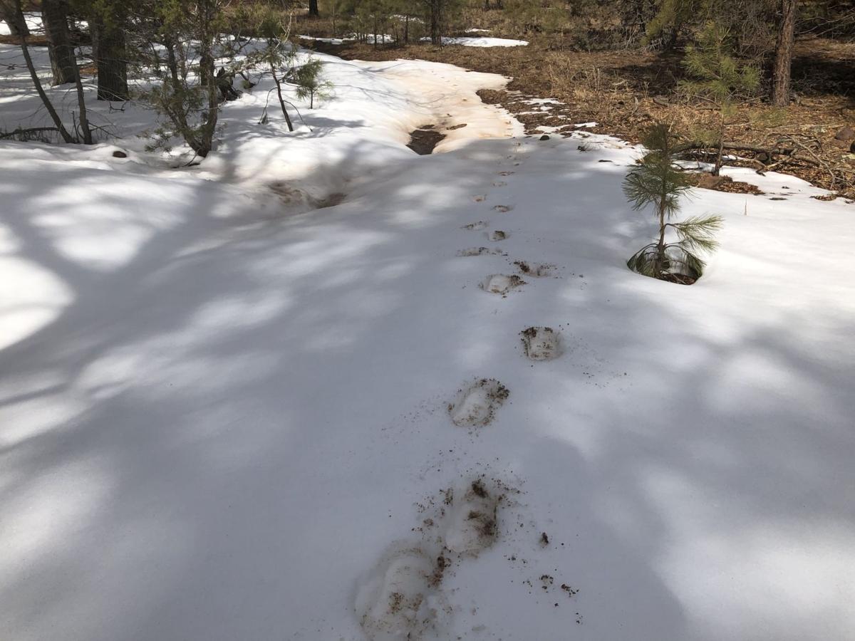 Outdoors Pull Off The Freeway For An Unexpected Forest Road Loop Near Munds Park Local Azdailysun Com