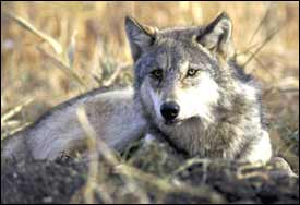 Study: Wolves help restore ecosystems
