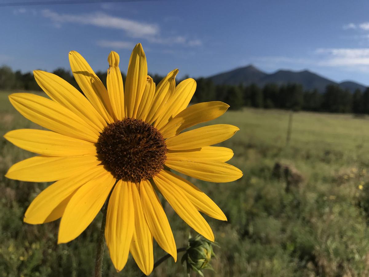 Flagstaff summer flowers  blooming early Local 