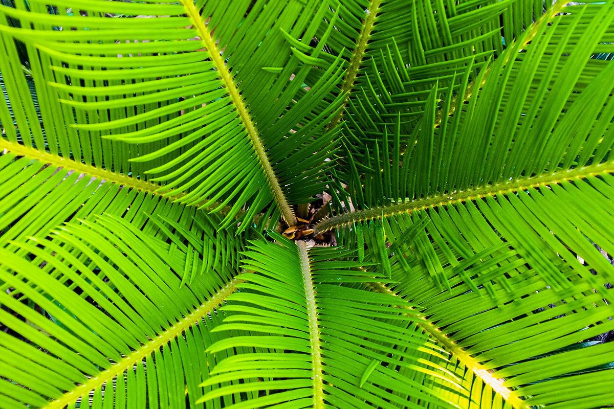 Palm