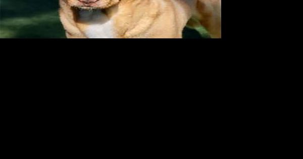 CHA Pet of the Week: Foxy - Vimarsana News
