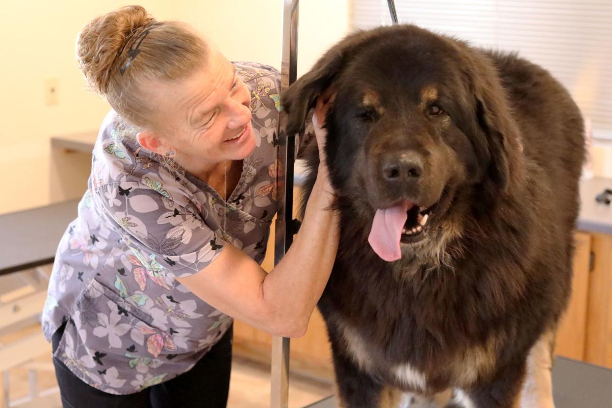 Cindy's Divine Pet Grooming Salon opens up in Flagstaff Local