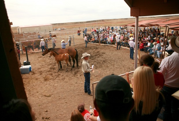 Babbit Ranch Hashknife Hashknife sale a Babbitt Ranches tradition | | azdailysun.com