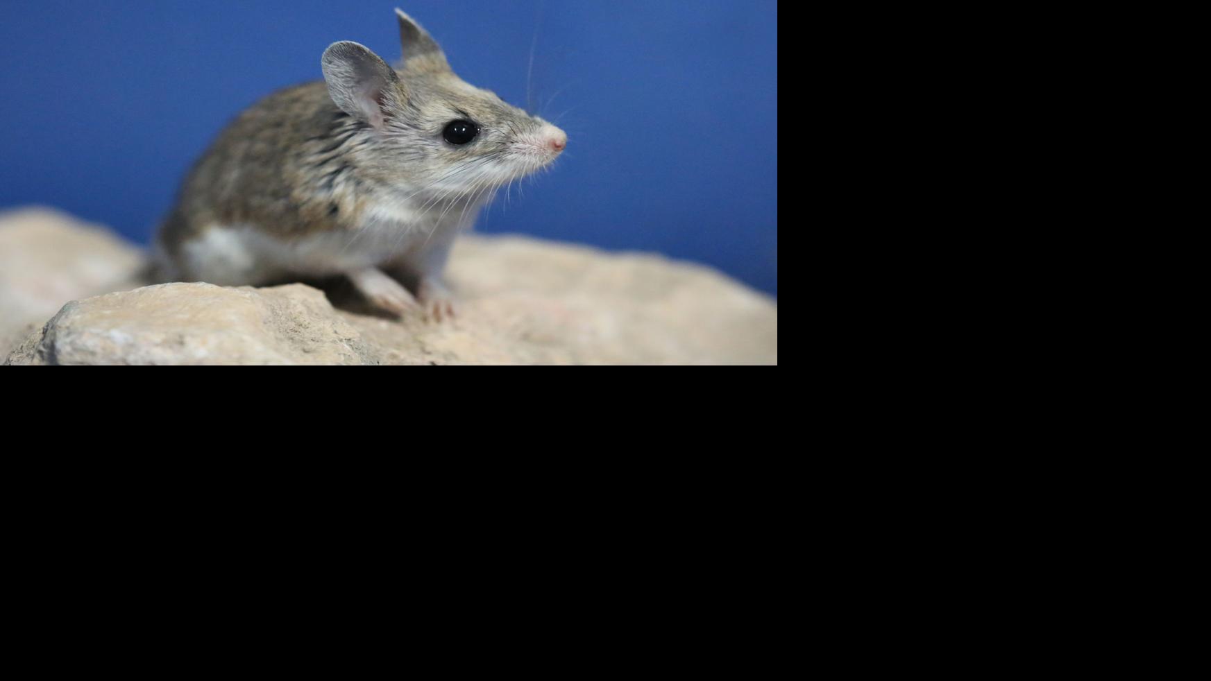 Researchers study animals for lessons on cancer