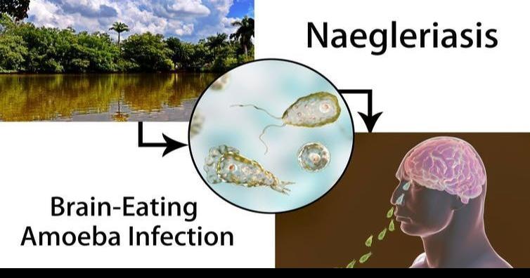 Brain Eating Amoeba In Lake Michigan