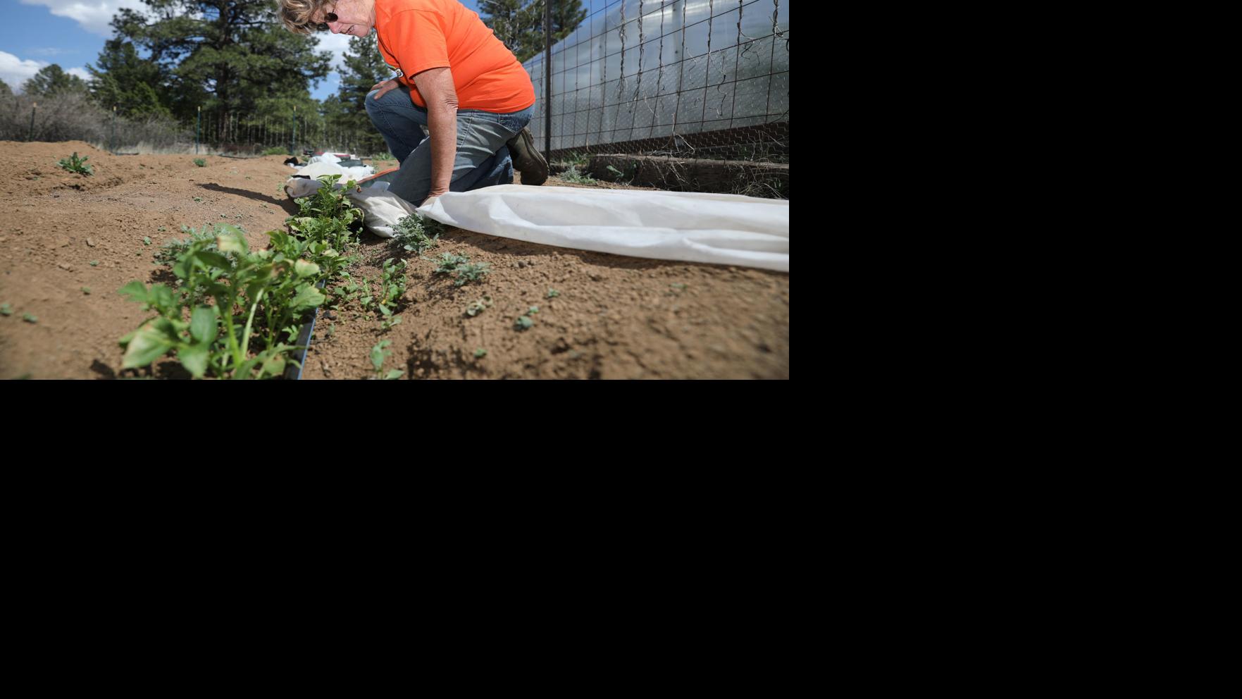 Flagstaff farmers fortify against frigid temperatures