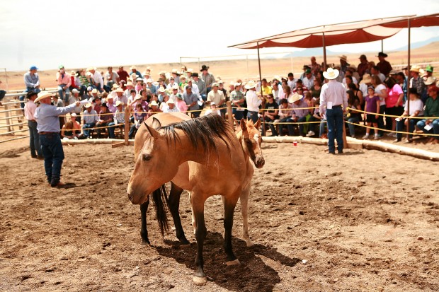 Babbit Ranch Hashknife Hashknife sale a Babbitt Ranches tradition | | azdailysun.com