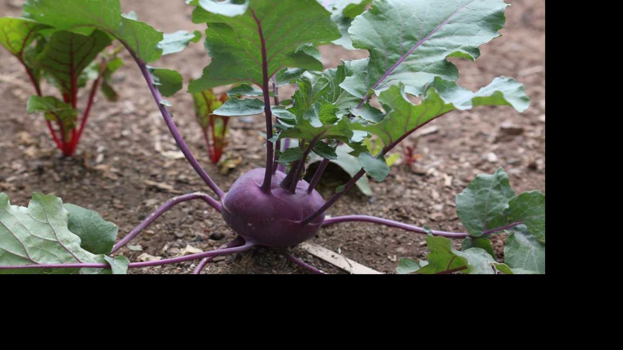 Gardening Etcetera: Kohlrabi, the Sputnik vegetable