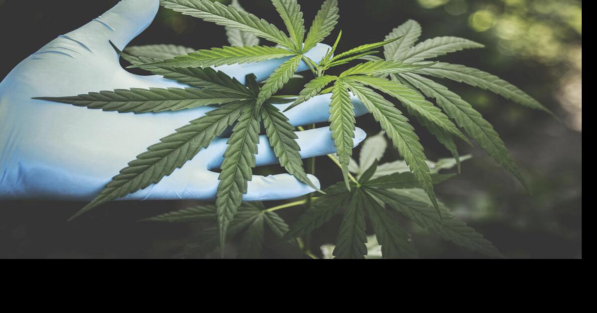 EarthTalk: Marijuana growers can do more to reduce impact on environment