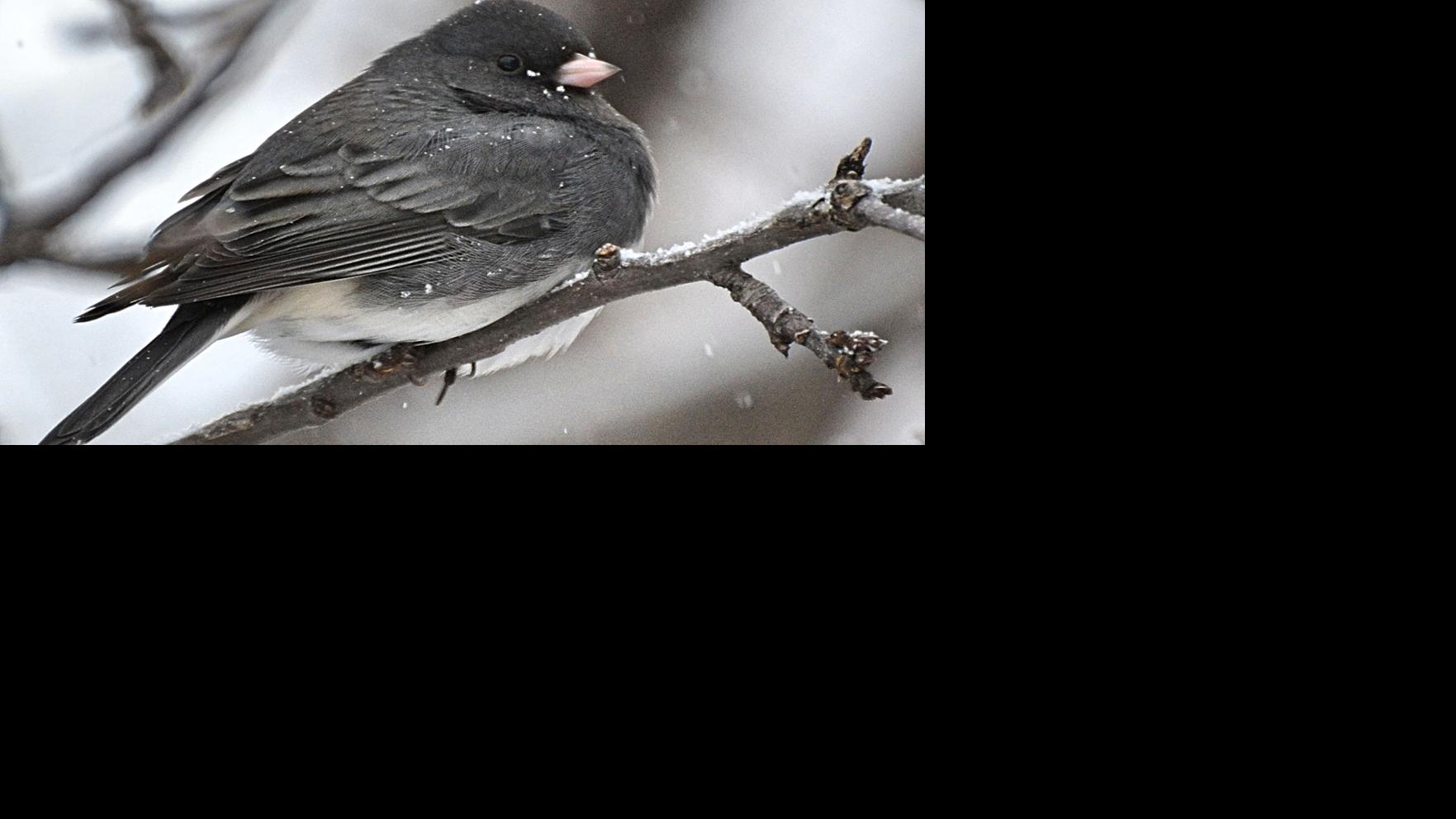 EarthTalk: Is it true that some wildlife species are evolving much more rapidly in response to the warming climate?