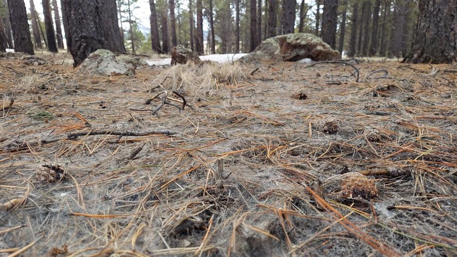 Why this mysterious web near Flagstaff may be making your allergies