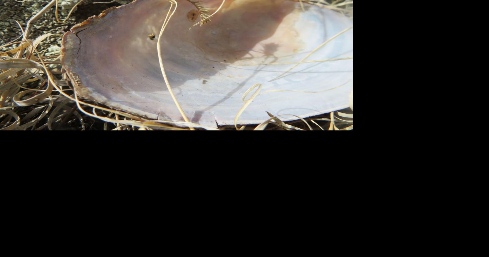 Letter from Home: Dead Things