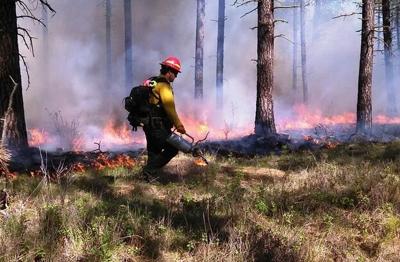 Forest controlled burn