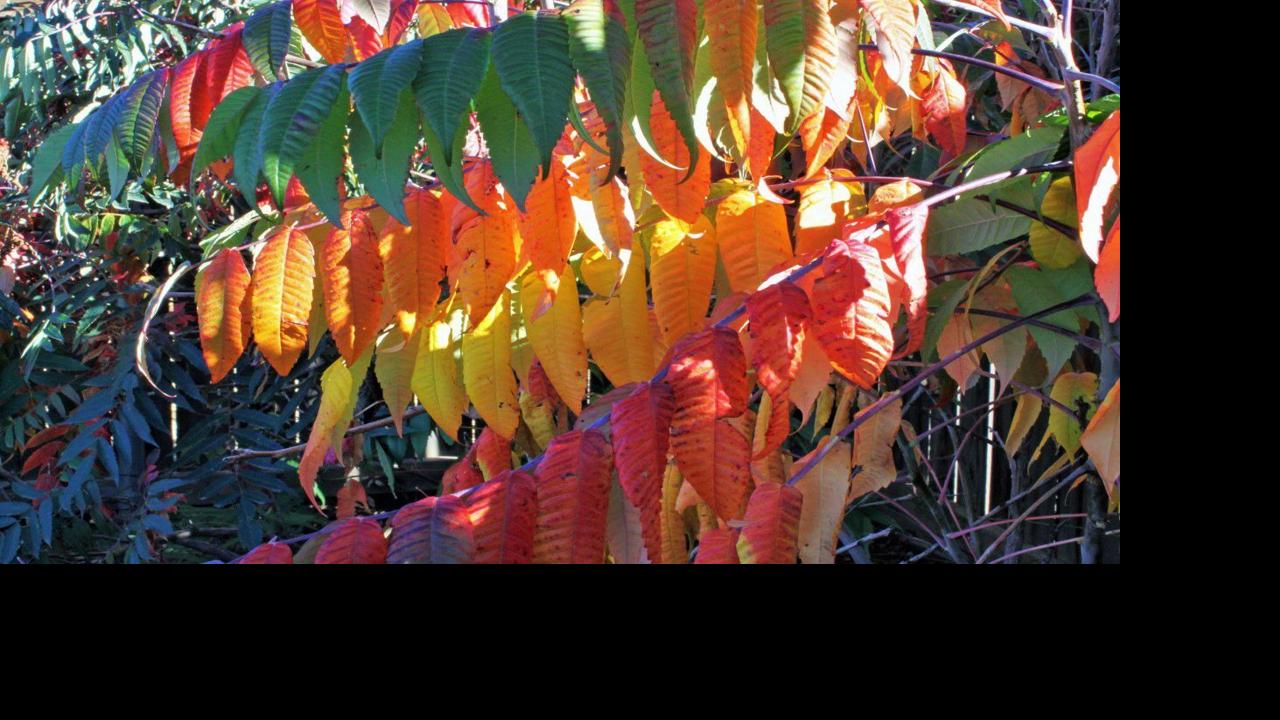 Gardening Etcetera: Yeah, that sumac is so smooth &mdash; and versatile