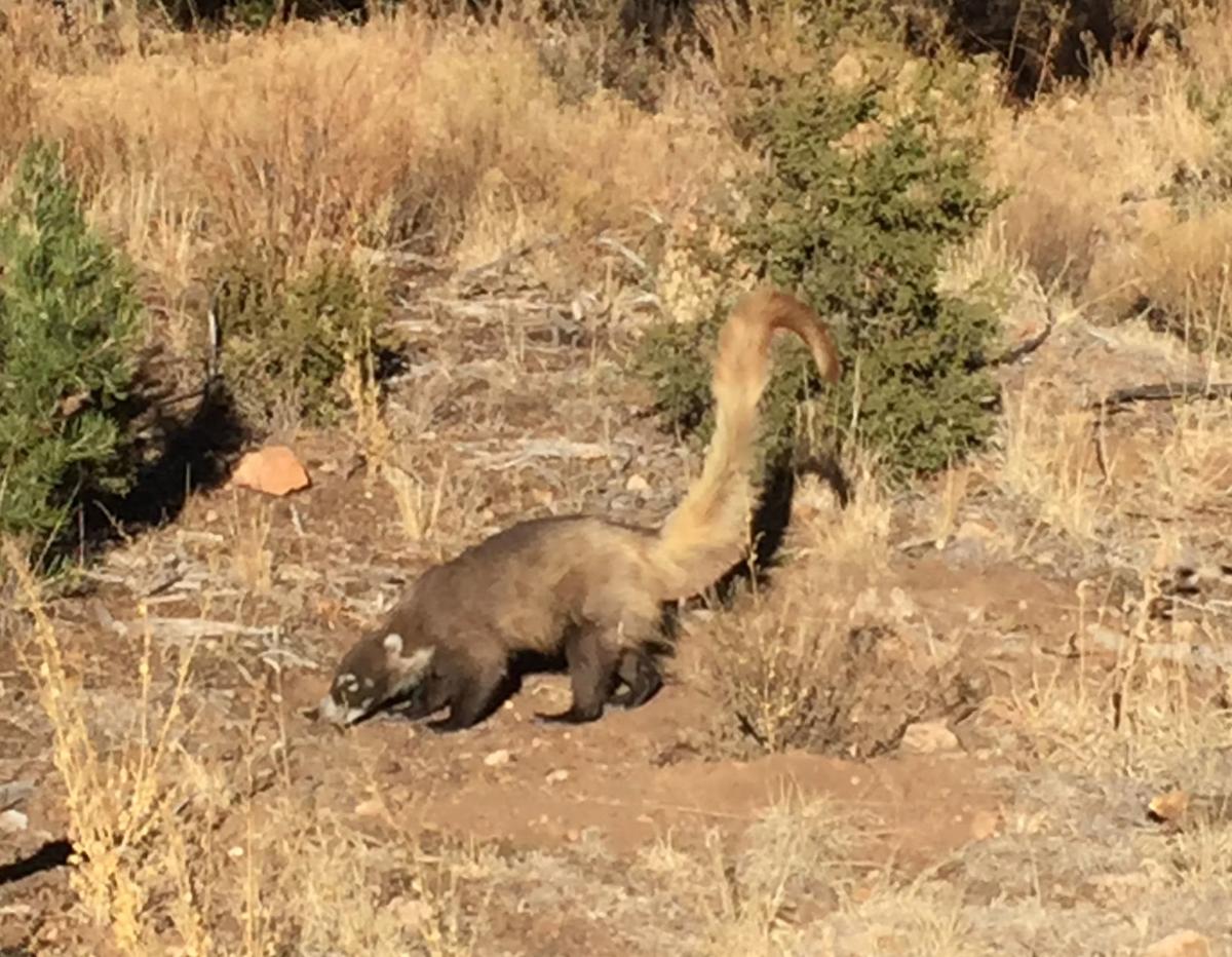 Ask A Ranger An Unusual Wildlife Sighting At Walnut Canyon National Monument Columnists Azdailysun Com