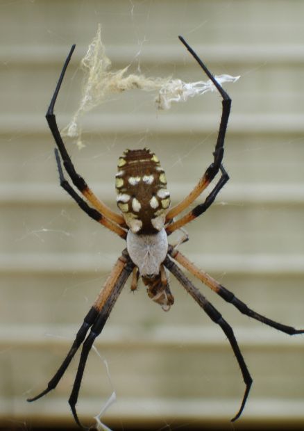 My first attempt at making spider webs 🕸 found the white floral wire on  . Size is 26 gauge. : r/ActionFigures