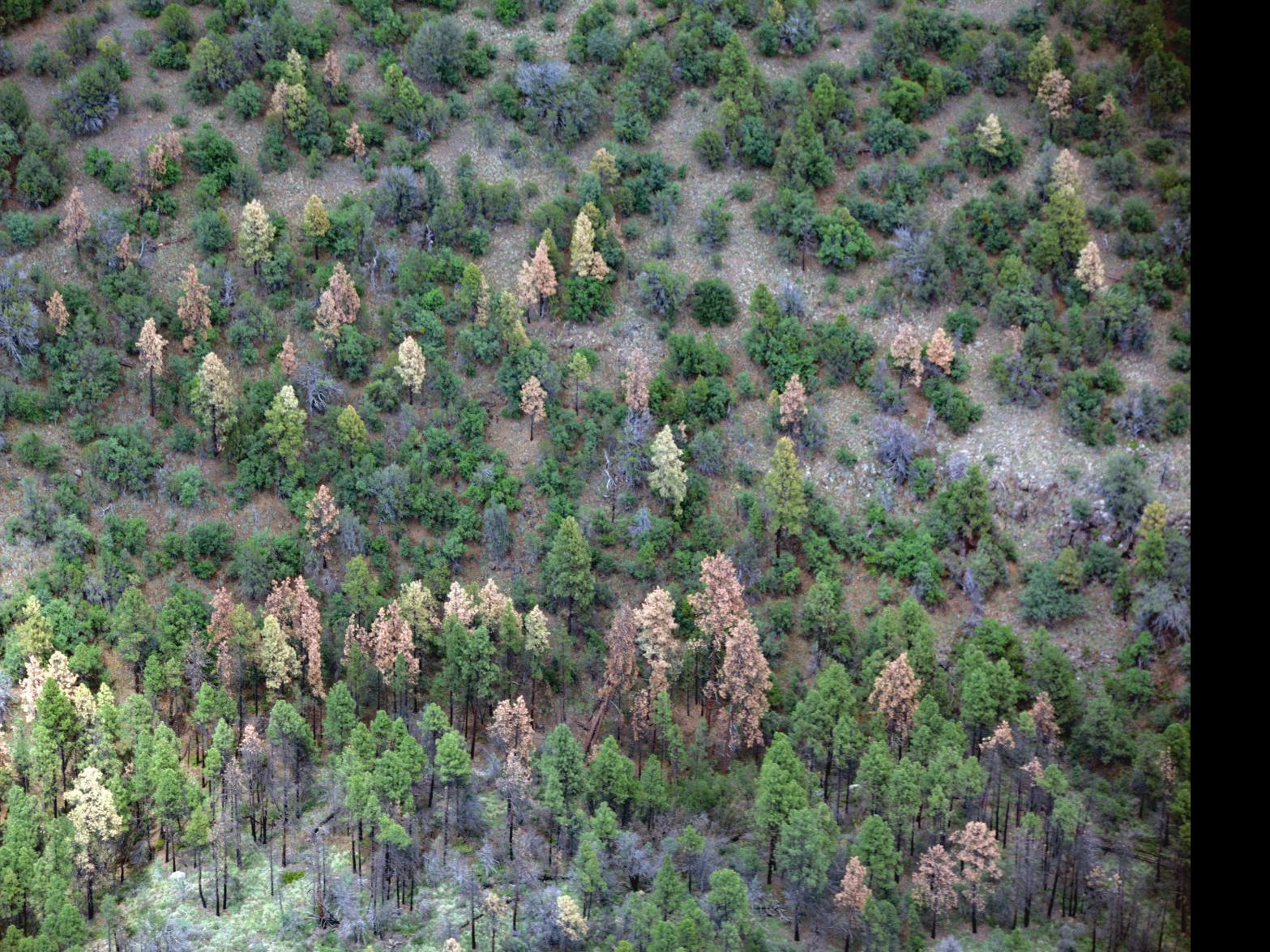 Federal Report Shows Bark Beetles Disease Kills Trees Across Southwest Local Azdailysun Com