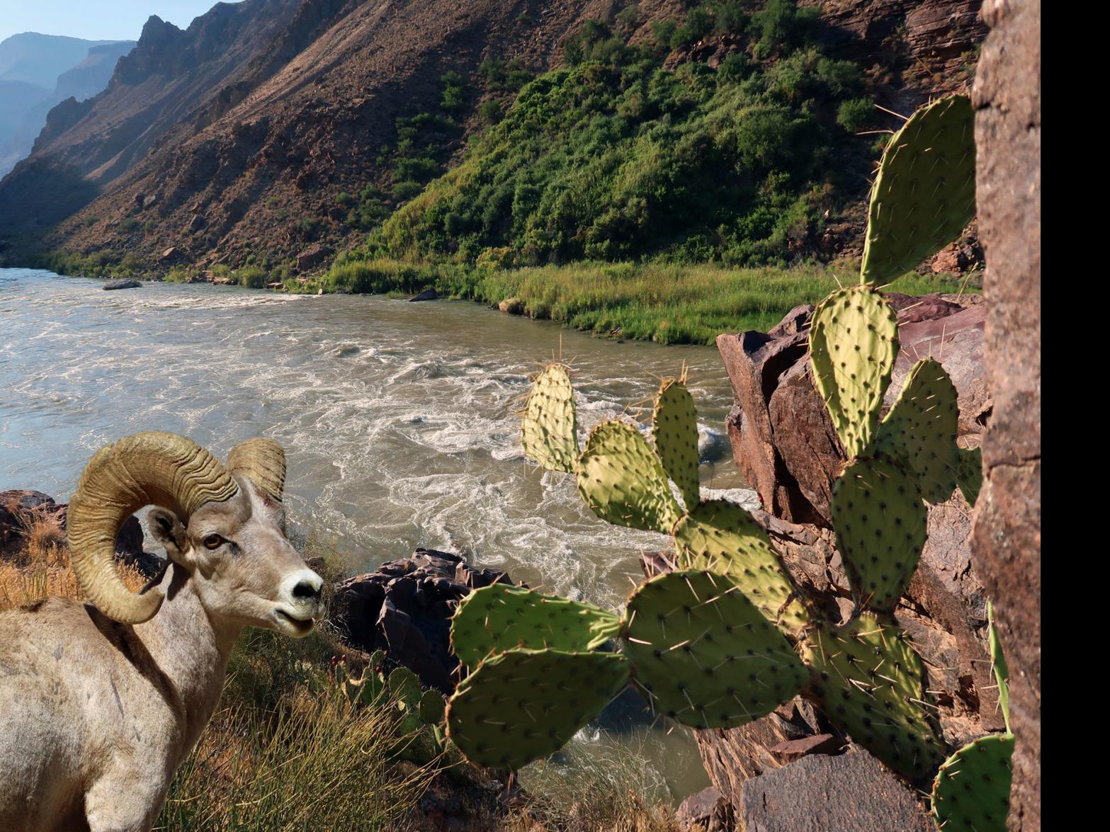 Rafting The Colorado Through The Grand Canyon Azdailysun Com
