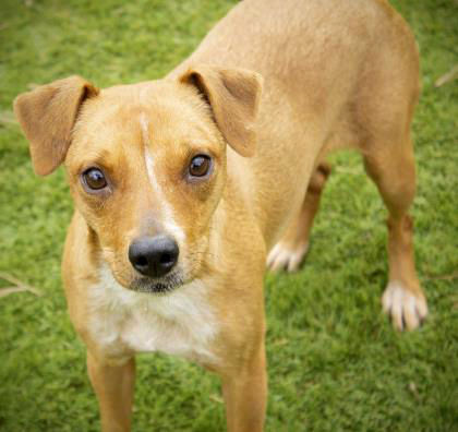 tuesday dog