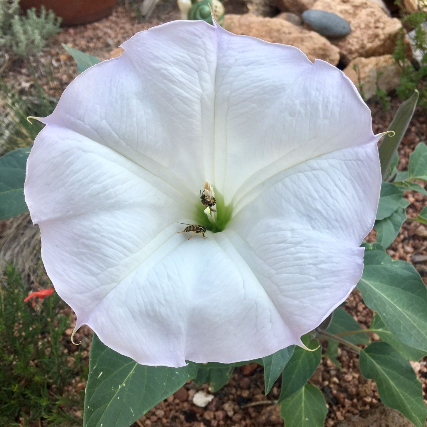 Ask a Ranger: Sacred Datura of Southwest part of history of