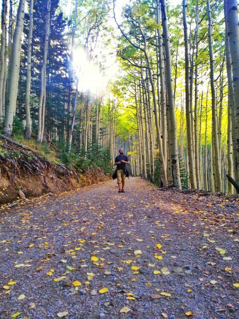 A walk among the aspen