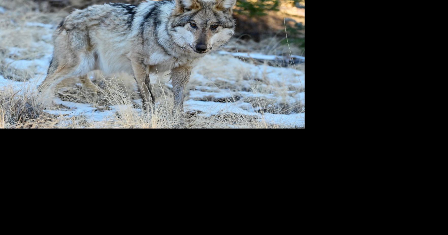 Arizona Voices: A call to protect the Mexican wolves