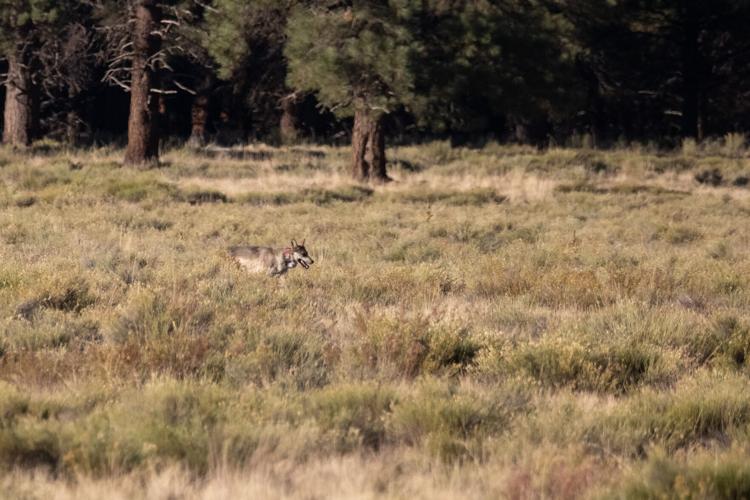 Mexican Gray Wolf F2979