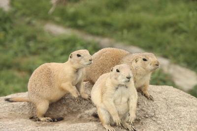 Prairie Dog
