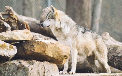 Mexican Gray Wolves