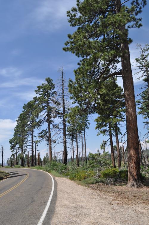 Road To Grand Canyon North Rim To Close For Winter Monday News