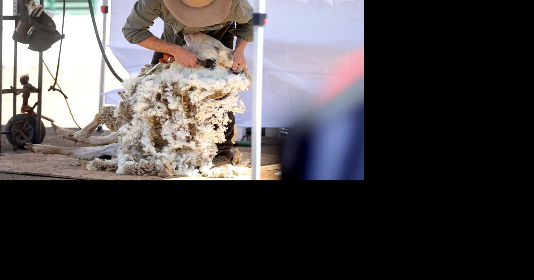 Gallery: Wool and Fiber Festival makes its debut at the Fort Tuthill Fairgrounds