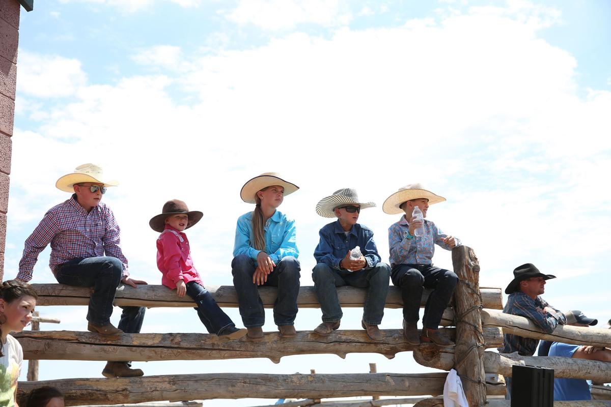 Hashknife colts auctioned at Babbitt Ranches | | azdailysun.com