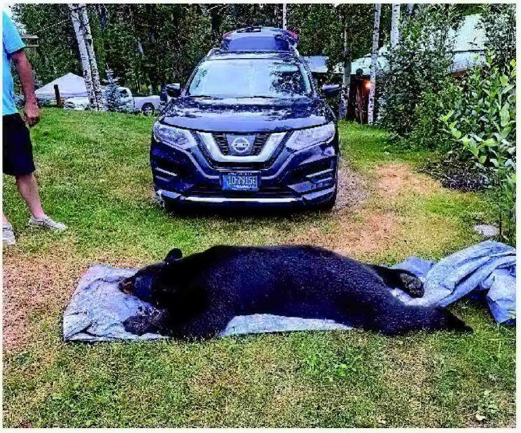 Sevierville'S Wild Encounter: Black Bear Shot After Home Entry - hybfm1c
