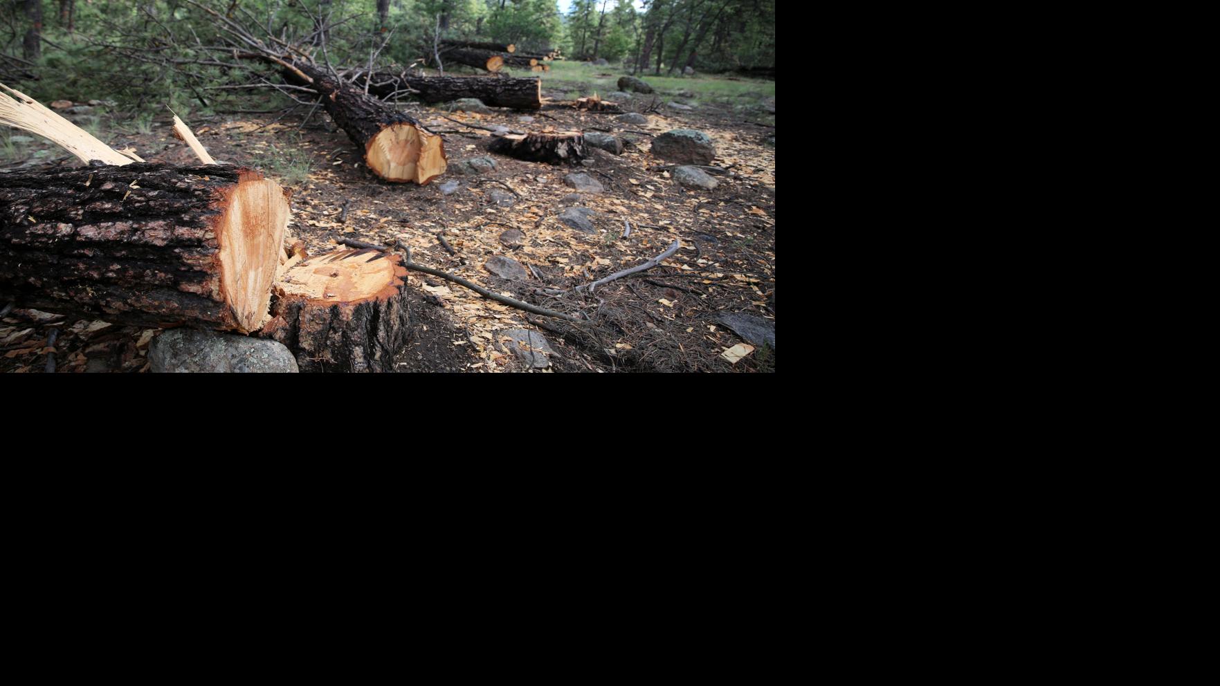 Our View: Thinning forests for Flagstaff watershed protection reason to celebrate