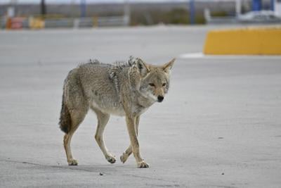 City Coyote