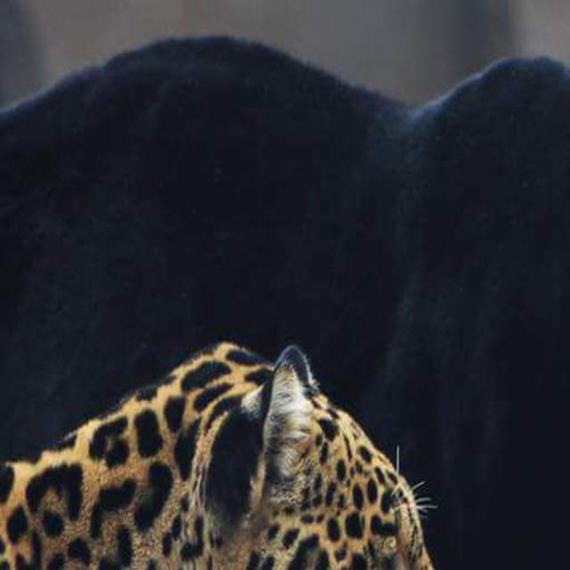Bearizona S New Jaguars Adjust To Life Up North News Azdailysun Com Animal facts, education & inspiration. bearizona s new jaguars adjust to life