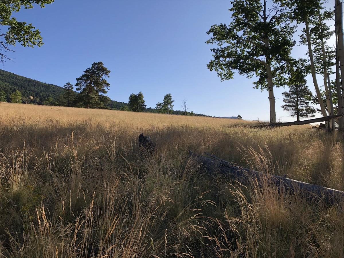 Kachina meadow