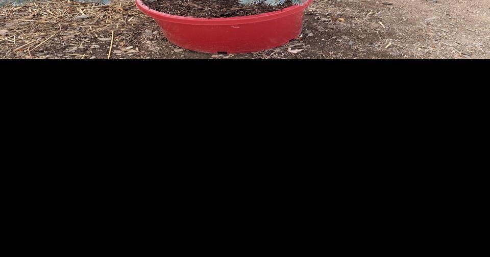 Gardening Etcetera The potential benefits of living Christmas trees